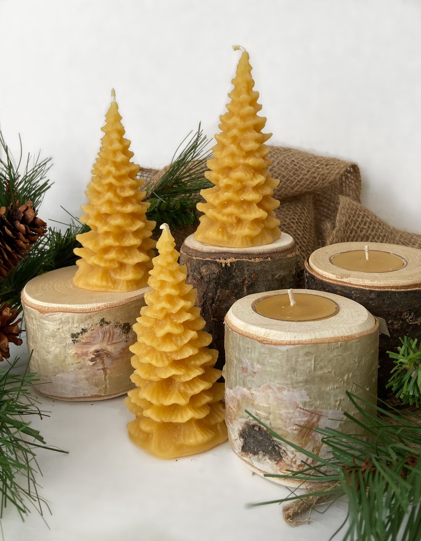 Small Spruce
